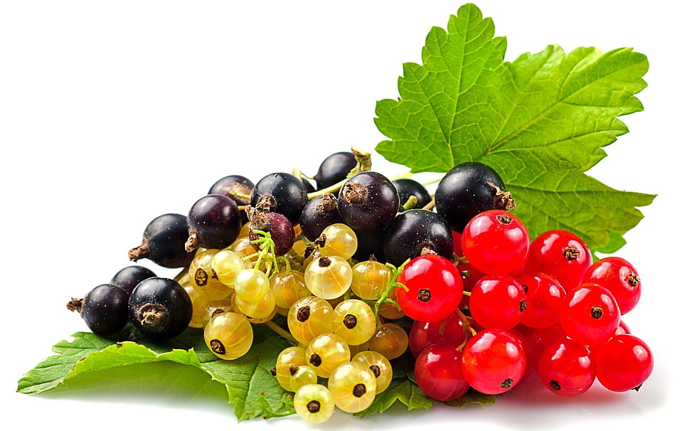 black, yellow, and red berries HD wallpaper