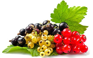 black, yellow, and red berries