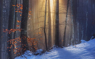 snow covered forest, nature, landscape, sun rays, sunlight