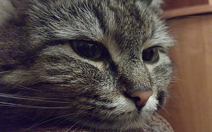 close-up photo of gray tabby kitten
