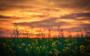 yellow rapeseed flowers under brown and black sky, depth of field, yellow flowers, sunset, flowers