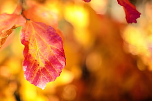 focus photography of autumn leaf
