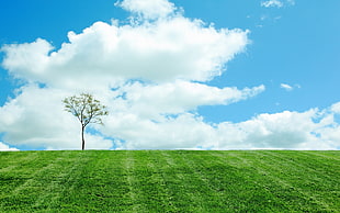 tree on green grassland under cloudy blue sky during daytime