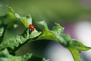 Ladybug on leaf macro shot photography HD wallpaper