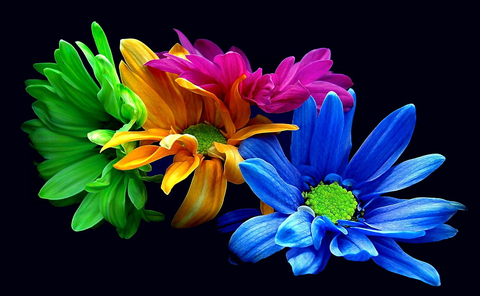 blue, green, orange, and pink flowers HD wallpaper