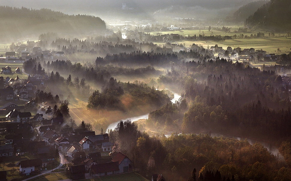 green forest, nature, landscape, mist, morning HD wallpaper