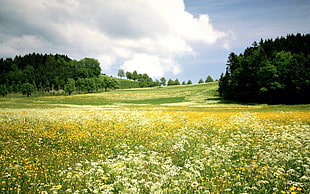 green grass field, landscape