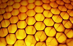 yellow and red floral textile, nature, honeycombs, macro, honey