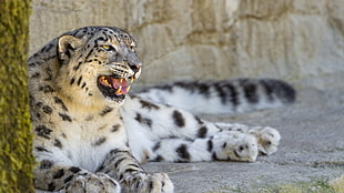 leopard, animals, wildlife, snow leopard HD wallpaper