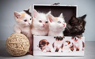 several black and white kittens in box