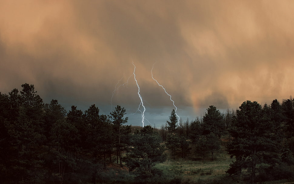white and black trees painting, lightning, clouds, forest, trees HD wallpaper