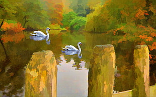 two mute swans on body of water painting