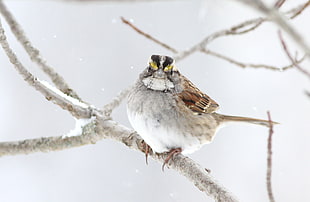 close up photo of Sparrow on tree branch, white-throated sparrow