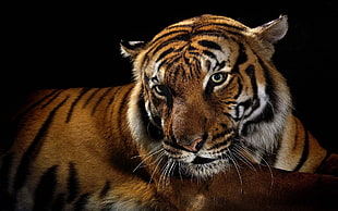 adult Tiger