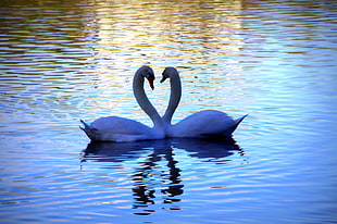 photo of two swan on body of water HD wallpaper