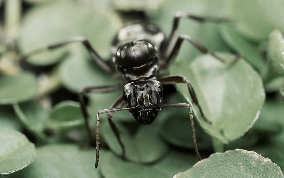 black carpenter ant, ants, nature, insect, macro HD wallpaper