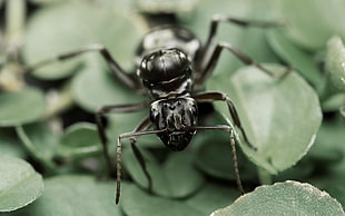 black carpenter ant, ants, nature, insect, macro HD wallpaper