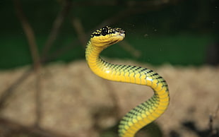 green snake selective photography
