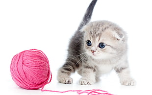 kitten beside pink yarn