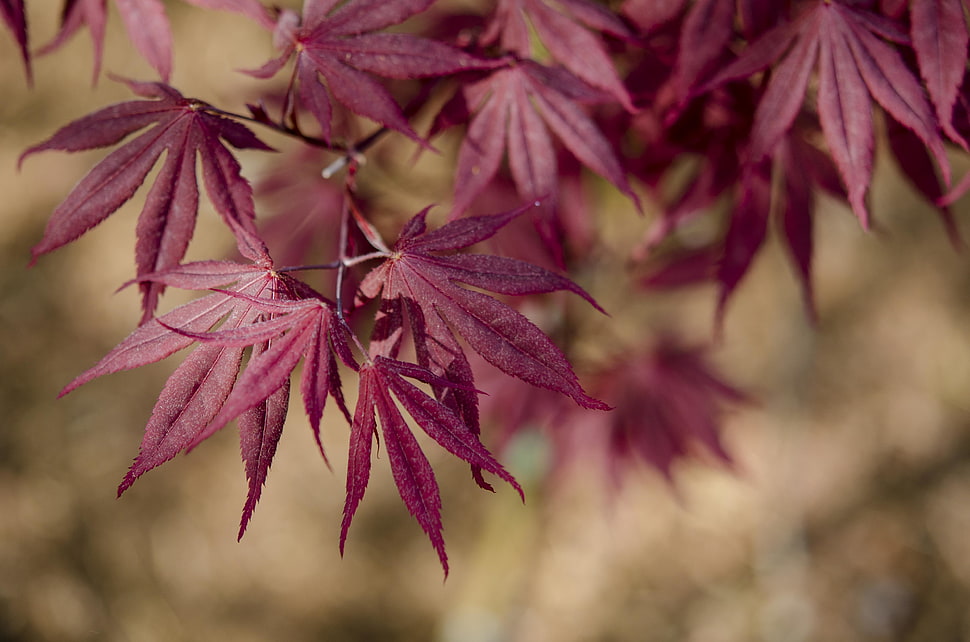 purple leaf lot HD wallpaper