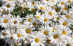 white Daisy flowers in bloom at daytime