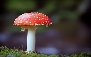 closeup photo of red and white mushroom
