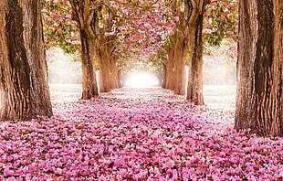 pink cherry blossoms, nature, landscape, flowers, trees