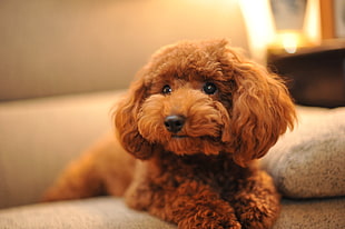 apricot Poodle puppy on sofa