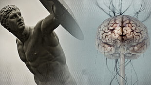 human brain illustration, sculpture, brain, Bodybuilder, sports
