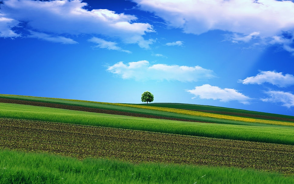 green leaves tree under white and blue cloudy sky HD wallpaper