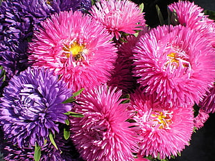 pink and purple petaled flower