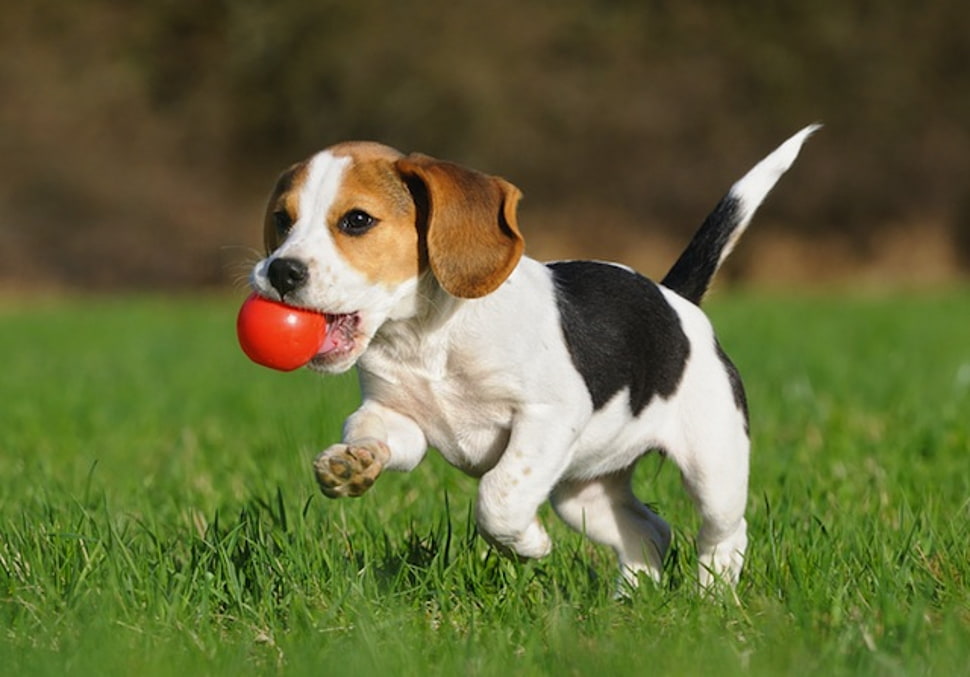 Tricolor Beagle puppy biting red plastic ball running on