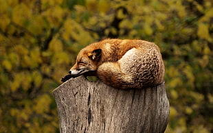 brown fox on top of cut tree