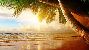 green palm tree, landscape, beach