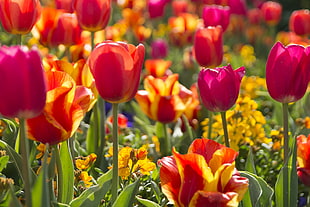 shallow focus photography of red flowers, tulips HD wallpaper