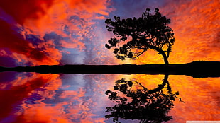 silhouette photo of tree, nature, reflection, clouds, trees