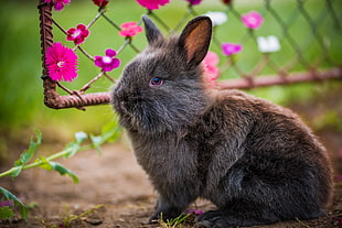 gray rabbit, Rabbit, Fluffy, Flowers