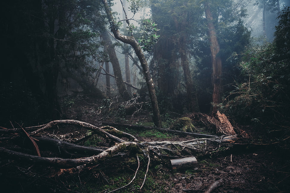 tree logs, forest, mist HD wallpaper