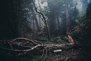 tree logs, forest, mist HD wallpaper