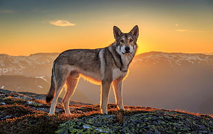 beige wolf on mountain during golden hour