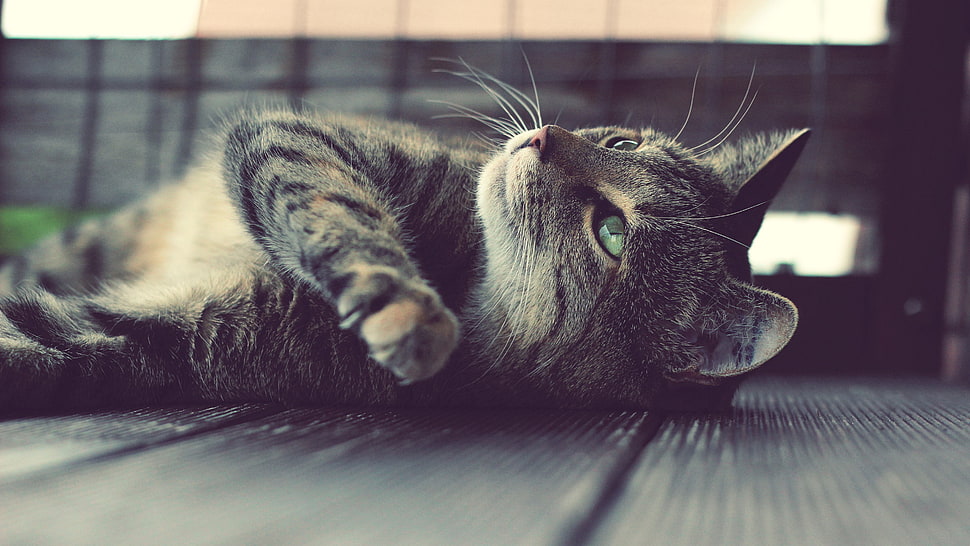 black and gray cat, cat HD wallpaper