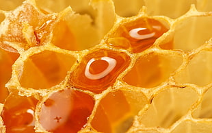 macro photography of honeycomb