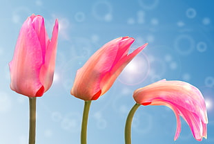 3 pink flowers HD wallpaper