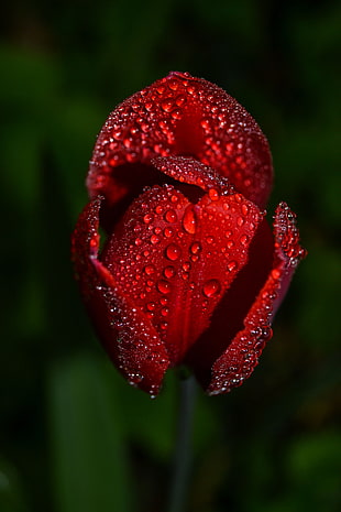 Tulip,  Drops,  Flower