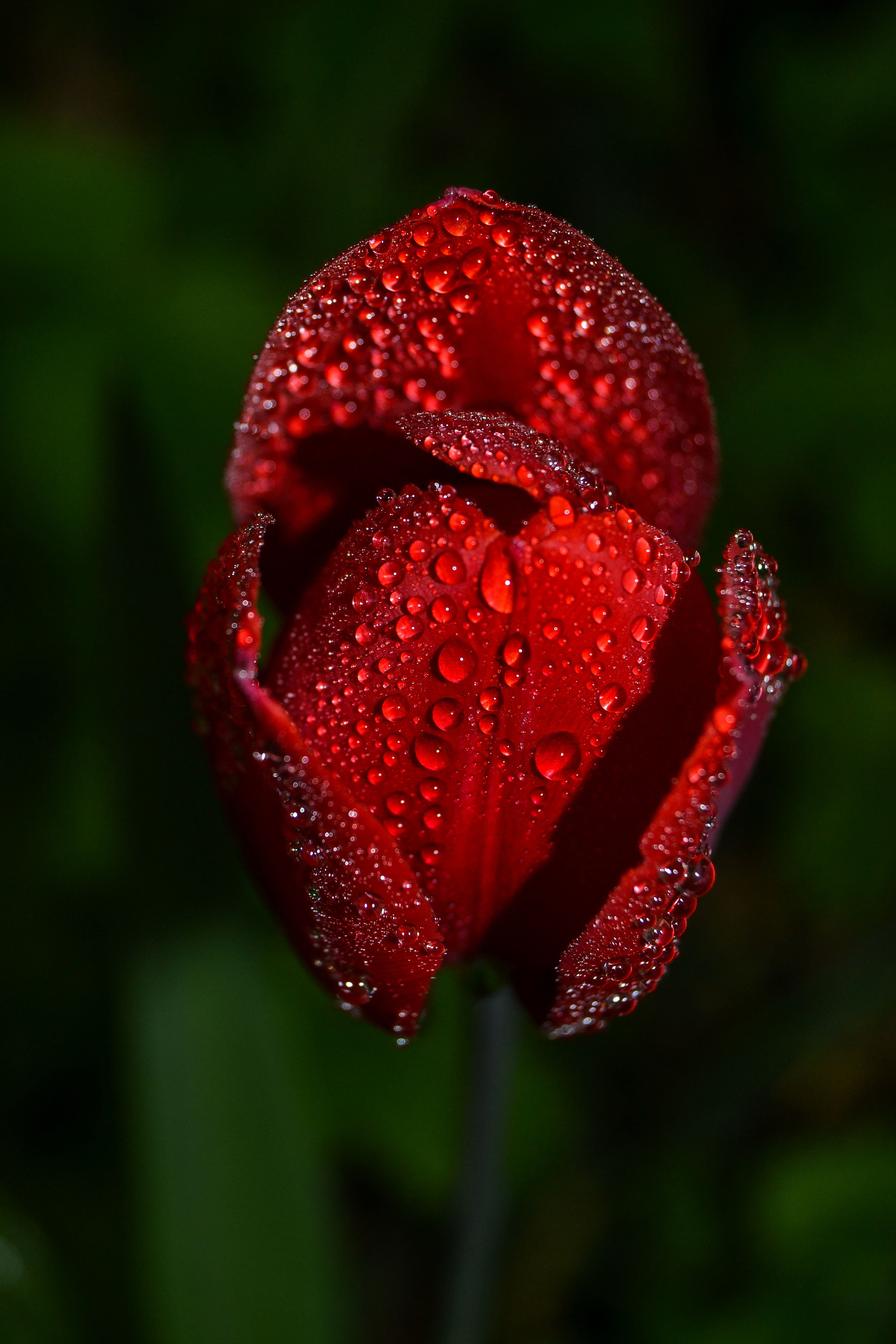 Tulip,  Drops,  Flower