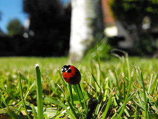 photo of ladybug on green grass HD wallpaper