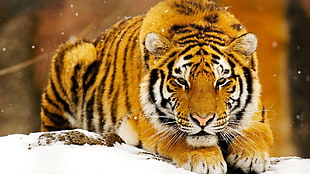 adult tiger, tiger, animals, big cats HD wallpaper