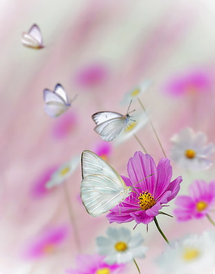 butterfly on pink flower in shallow focus photography, cabbage white