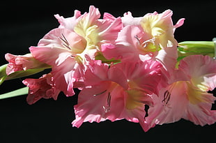 pink Gladiolus flower in closeup photography