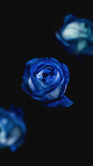 blue rose flower HD wallpaper